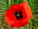 Klatschmohn