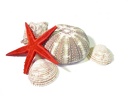 Sammlung von Seestern, Seeigel und Muscheln