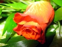 Rosenblüte