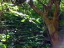 Abgestorbener Baum