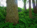 Lichteinfall zwischen Baumstämmen im Wald