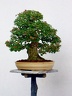 Ahorn Bonsai