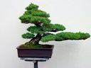 Kiefer Bonsai